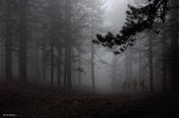 PHOTOS: Το «στοιχειωμένο» δάσος του Τροόδους, προορισμός για τολμηρούς!