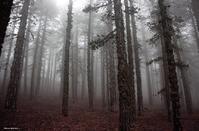 PHOTOS: Το «στοιχειωμένο» δάσος του Τροόδους, προορισμός για τολμηρούς!