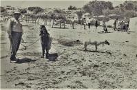 PHOTOS: People and goats used to bathe side by side at a popular beach in Limassol!