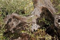 PHOTOS: A peculiar creation of nature in the Limassol countryside!