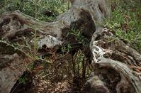 PHOTOS: A peculiar creation of nature in the Limassol countryside!