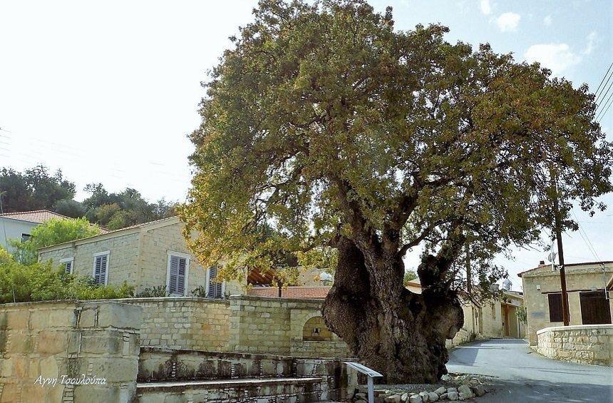 Ο αιωνόβιος Τρέμιθος της Απαισιάς