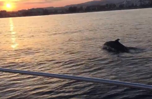 VIDEO: Ηλιοβασίλεμα με δελφίνια απόλαυσαν κάποιοι τυχεροί στη Λεμεσό!