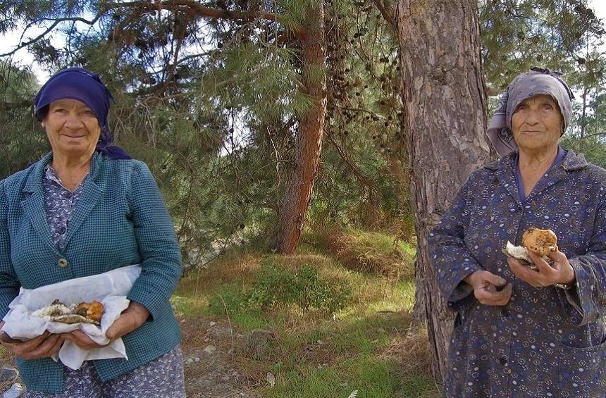 PHOTOS + VIDEO: Τα μυστικά των άγριων μανιταρών της Λεμεσού, που ανέθρεψαν γενιές!