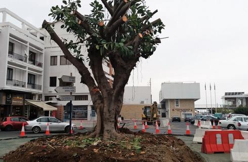 PHOTOS: Νέα εποχή για το δέντρο στο δρόμο Παλιού Λιμανιού!