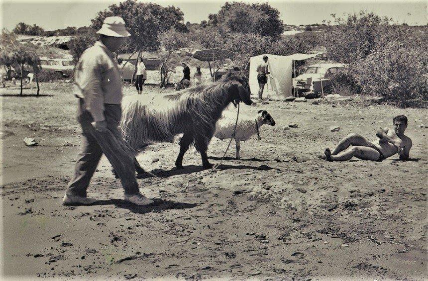 PHOTOS: Άνθρωποι και κατσίκια λούζονταν πλάι - πλάι σε δημοφιλή παραλία της Λεμεσού!