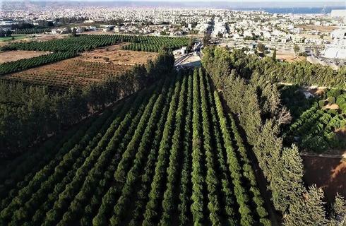 VIDEO: Η γαλαρία με τα κυπαρίσσια στη Λεμεσό, είναι το ίδιο μαγευτική όσο και χρήσιμη!