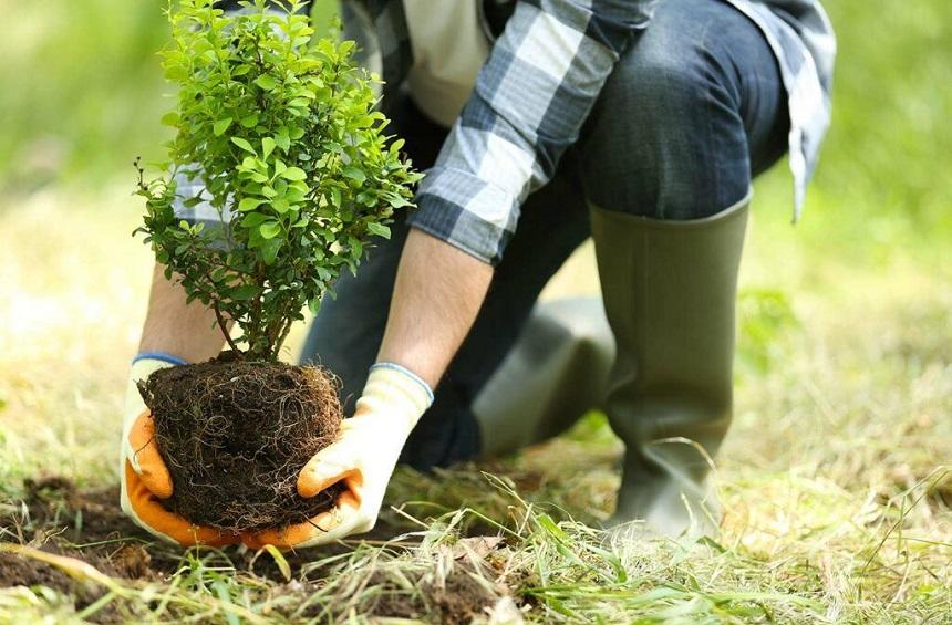 Tree Planting