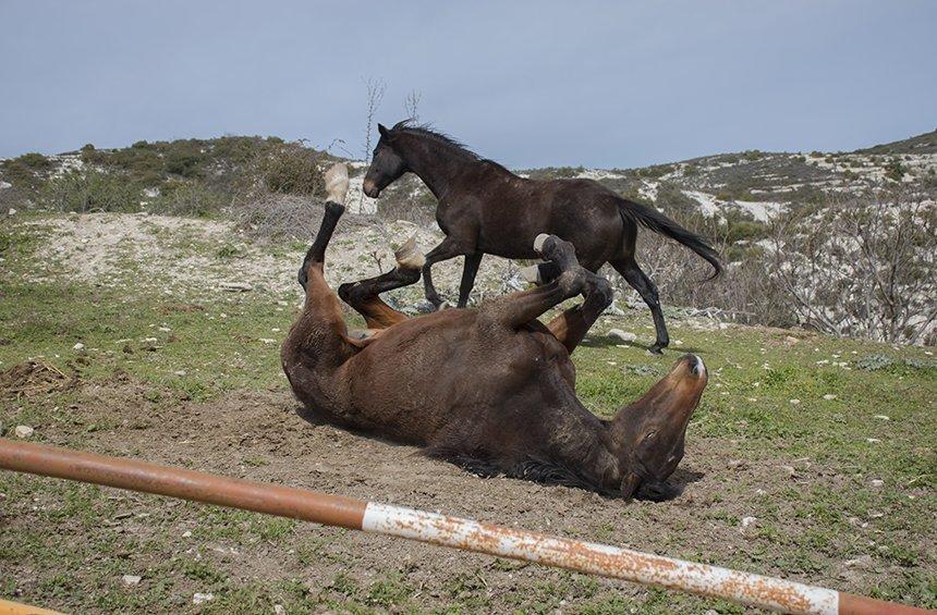 Όμοδος