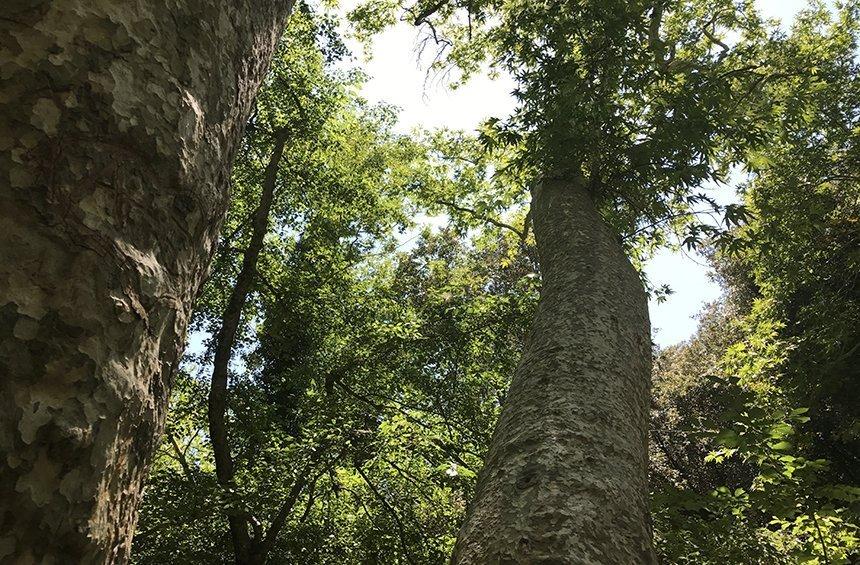 Μονοπάτι της φύσης «Καληδόνια» (Πλάτρες)