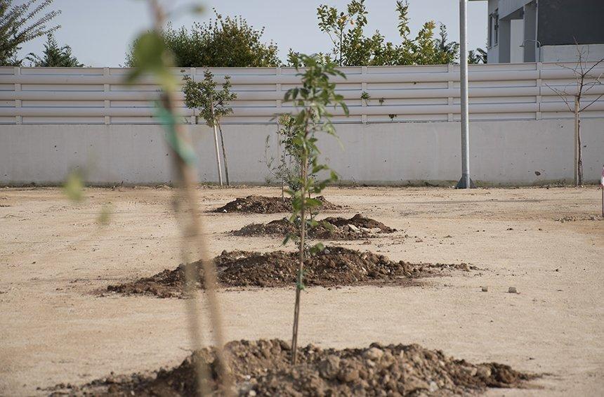 Στη Λεμεσό η μεγαλύτερη σε έκταση δεντροφύτευση που έγινε ποτέ στην Κύπρο!