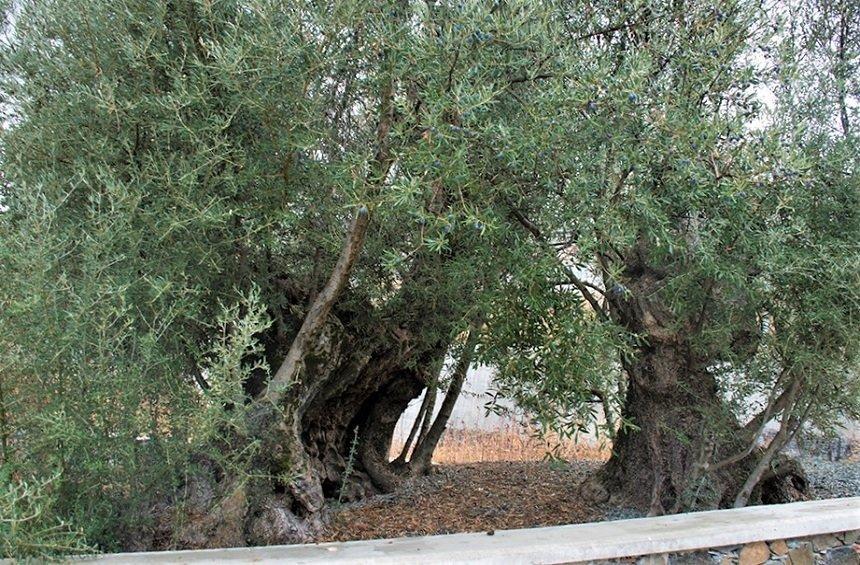 Ελιά στην Κυπερούντα.