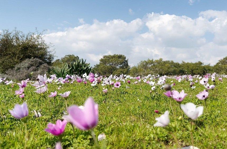 Διαδρομή Γένεσης της Αφροδίτης (Πισσούρι)