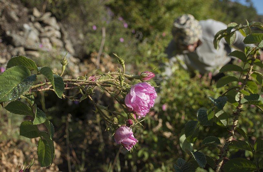PHOTOS: Το χωριό της Λεμεσού, όπου ξυπνάς μέσα στα τριαντάφυλλα!
