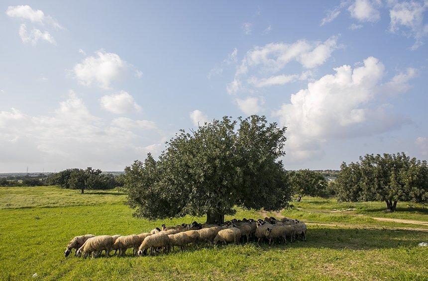 Εκδρομικός χώρος Καλεβουνάρι (Πολεμίδια)