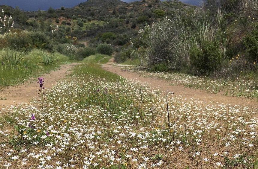 Ακαπνού: Η γοητεία ενός χωριού της Λεμεσού, με πλούσια ιστορία!