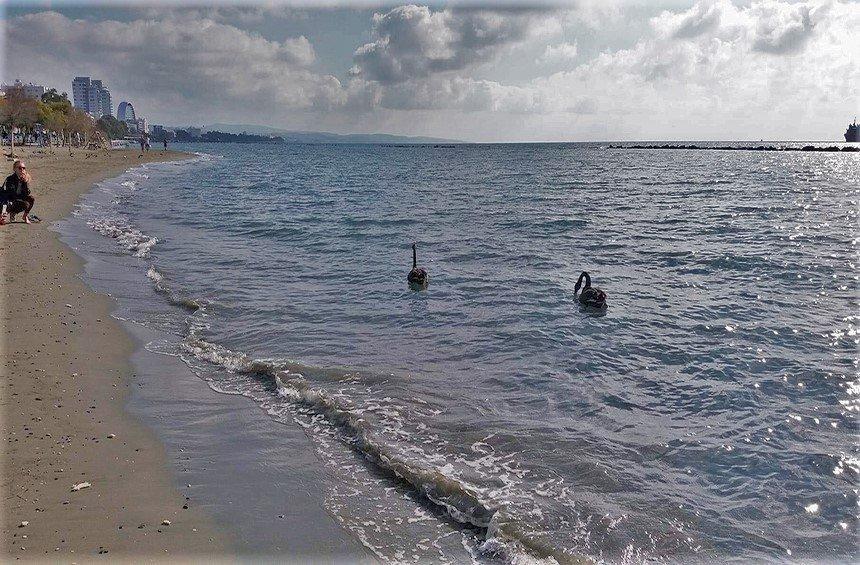 PHOTOS: 2 σπάνιοι μαύροι κύκνοι στην παραλία της Λεμεσού!