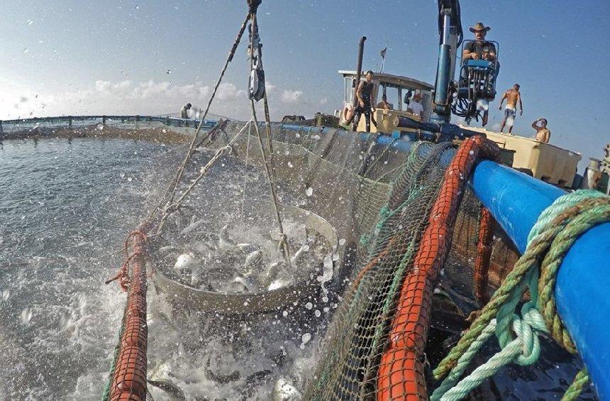 PHOTOS + VIDEO: Διεθνές βραβείο για το καλύτερο λαβράκι του κόσμου στη Λεμεσό!