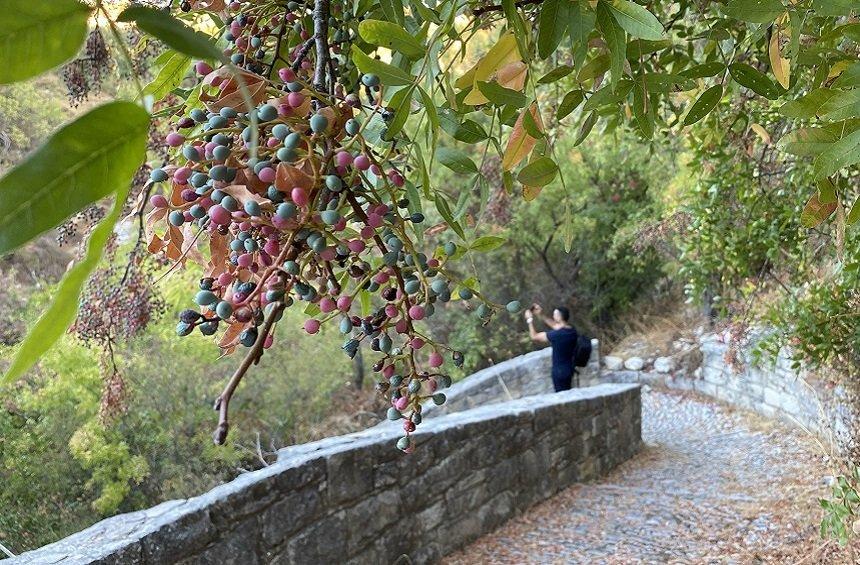 Μονοπάτι της φύσης «6 βρύσες» (Άρσος)