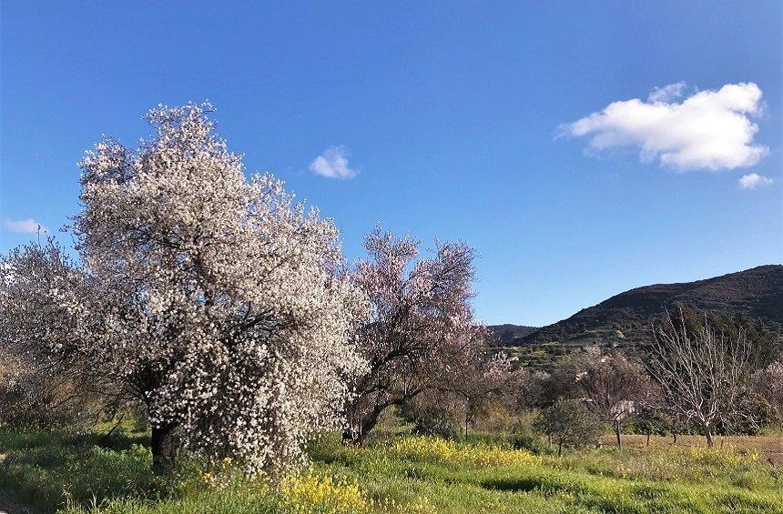 Σημείο θέας Φασούλας