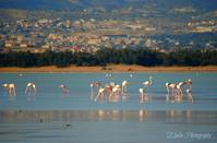 Akrotiri habitat: A paradise right next to Limassol in the winter!