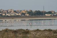 Akrotiri habitat: A paradise right next to Limassol in the winter!