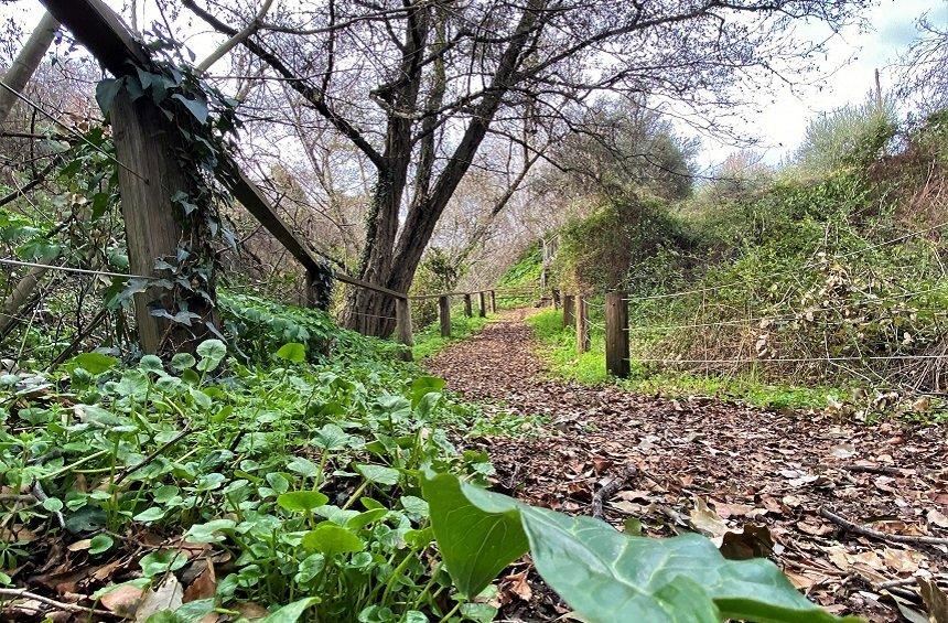 Daphne - Zaraes - Mazokambos Nature Trail (Moniatis)