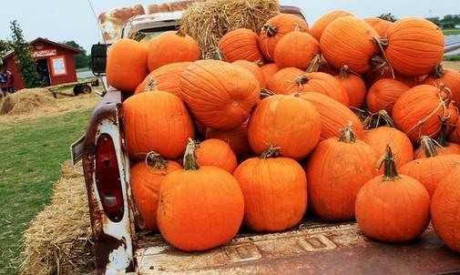 One thousand pumpkins arrived at the Limassol Old Port!
