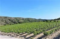 Video showcases Limassol countryside and vineyards on Aegean Airways flights!