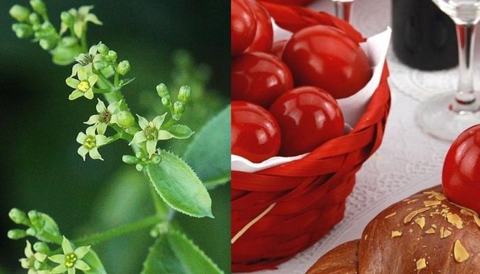 Do you recognize the plant that colors the Easter eggs red?