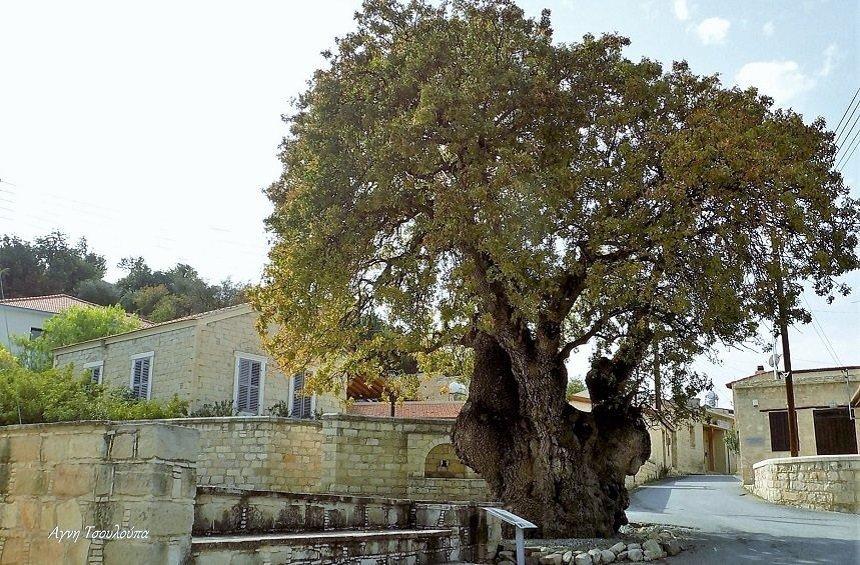 The centenarian Terebinth tree of Apesia Village