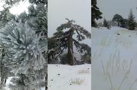 PHOTOS: The amazing pictures of the snow on Troodos
