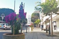 PHOTOS: Limassol's most typical street is now even more beautiful!