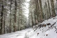 Adventurous hiking in the frozen forest of Troodos!