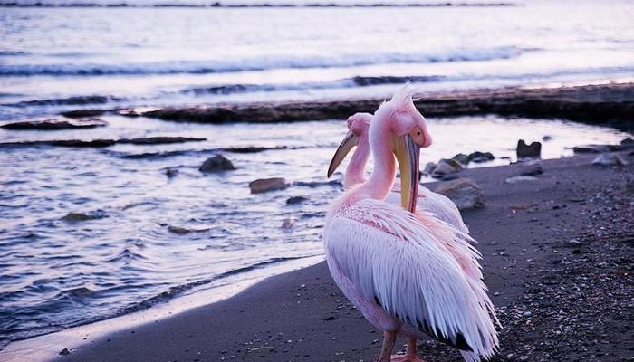 VIDEO: Lovely pink pelicans landed on the coast of Amathus!