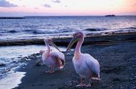 VIDEO: Lovely pink pelicans landed on the coast of Amathus!