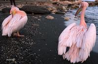 VIDEO: Lovely pink pelicans landed on the coast of Amathus!