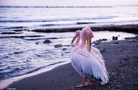 VIDEO: Lovely pink pelicans landed on the coast of Amathus!