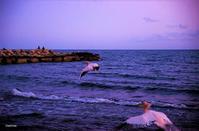 VIDEO: Lovely pink pelicans landed on the coast of Amathus!