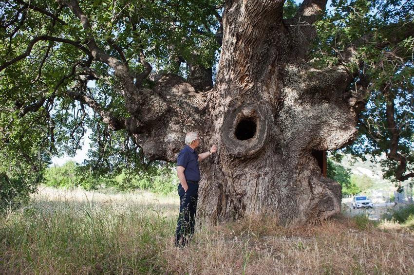 PHOTOS: The impressive, century-old tree in the Limassol mountains, a successor of the Royal Oak!