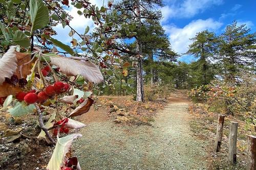 Wheelchair-accessible Livadi Trail (Troodos)