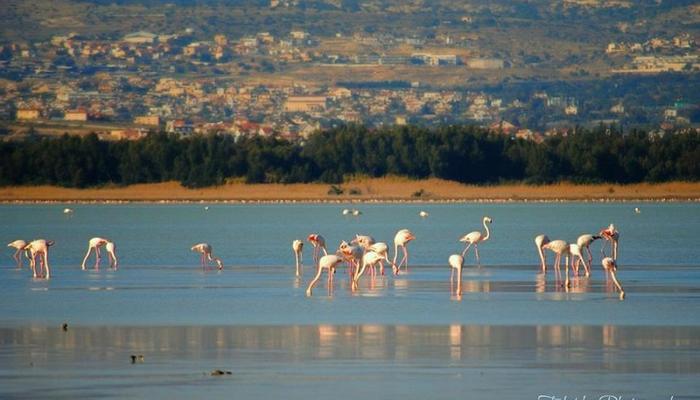 VIDEO: Gorgeous flamingos are all over the Akrotiri salt lake!