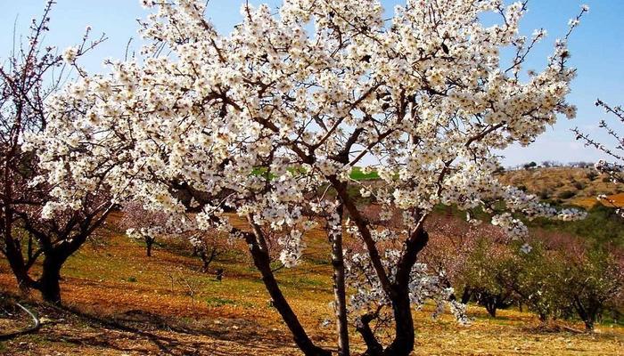 Which is the village of Limassol that hosts the Almond Tree Festival?