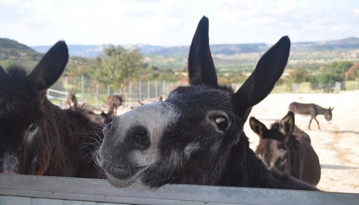 Become the foster parent of a cute donkey with just 24 euros a year!