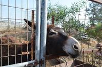 Become the foster parent of a cute donkey with just 24 euros a year!