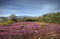 PHOTOS: Limassol welcomes Spring