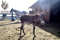 Become the foster parent of a cute donkey with just 24 euros a year!