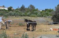 Become the foster parent of a cute donkey with just 24 euros a year!