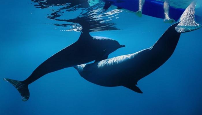 VIDEOS: Amazing experience with dolphins at Limassol's beach!