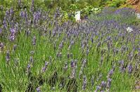 Lavender festival